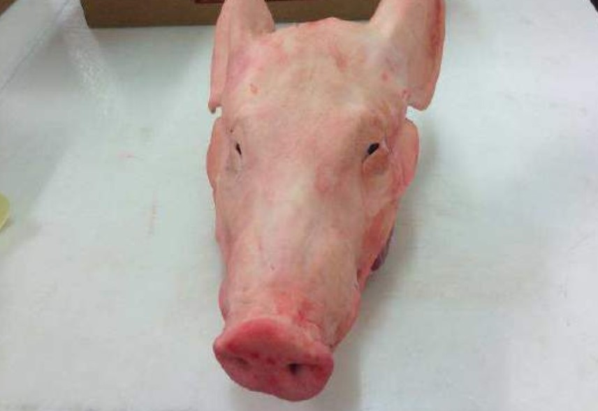 Offer Frozen Pork Heads (with ears and tongue) from Chile